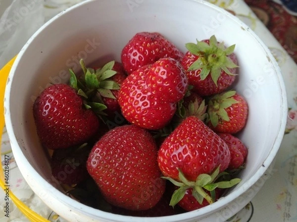 Obraz Strawberry