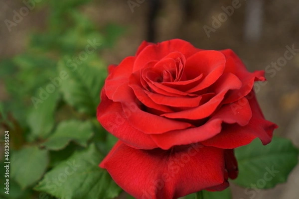 Obraz 赤いバラの花のクローズアップ