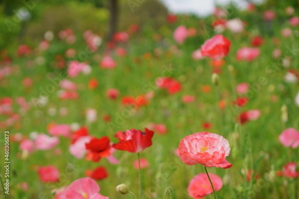 Obraz 咲き乱れるポピーの花