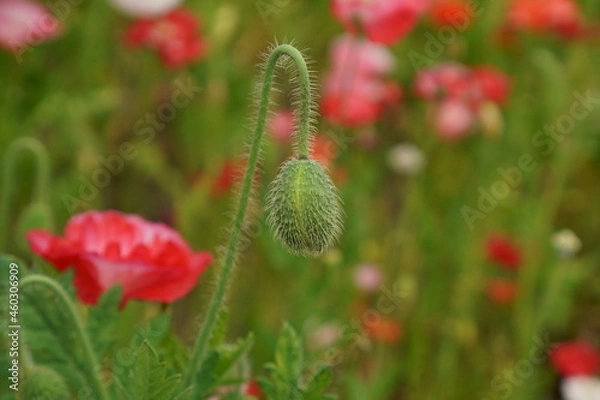 Obraz ポピーの蕾のクローズアップ