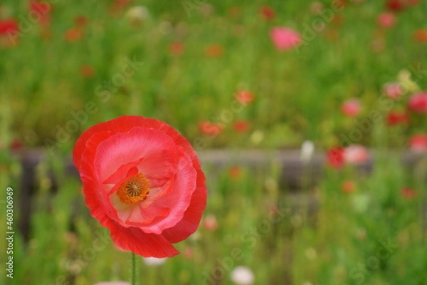 Obraz 赤いポピーの咲く景色