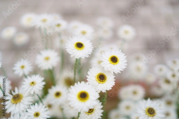 Obraz 庭に咲く白いハナカンザシの花