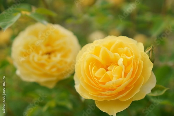 Obraz 黄色いバラの花のクローズアップ