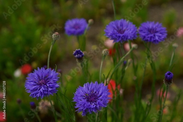 Obraz 青い矢車草の花