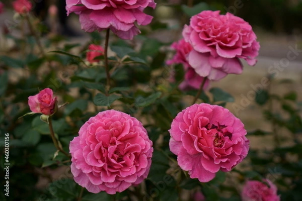 Obraz 複数のピンク色のバラの花