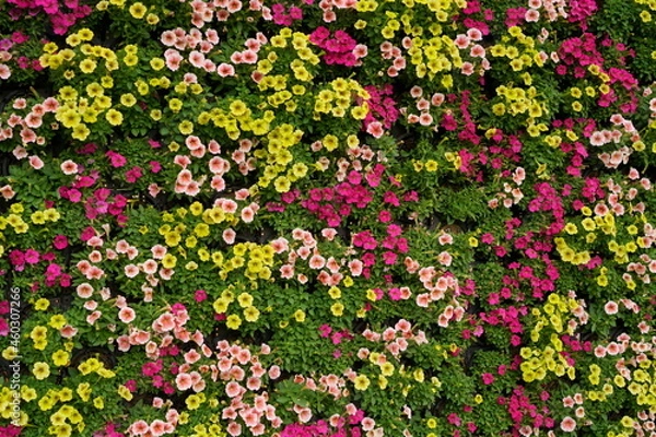 Obraz カラフルな花の壁