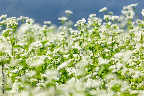 Obraz 山本山高原の天空のそば畑