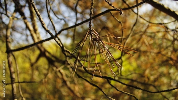 Obraz autumn leaves in the wind