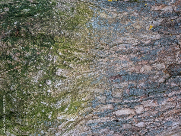 Obraz Wooden texture