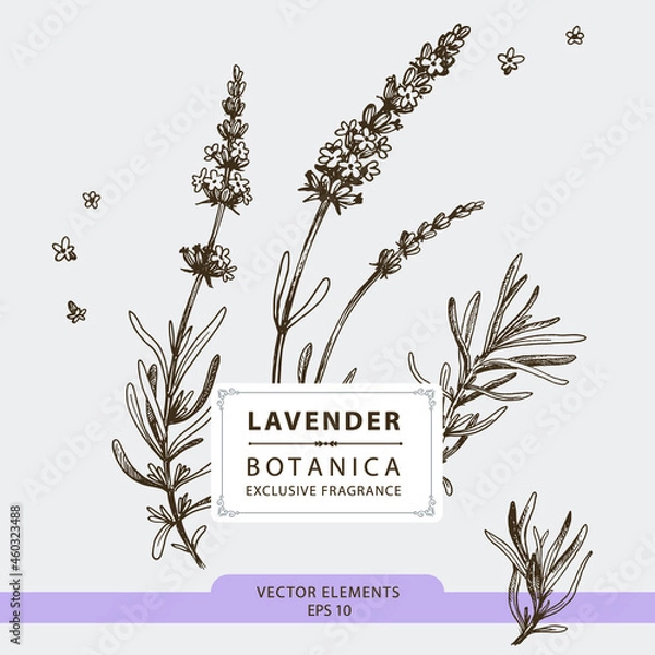 Obraz Lavender flowers, hand drawn illustration, vector elements	