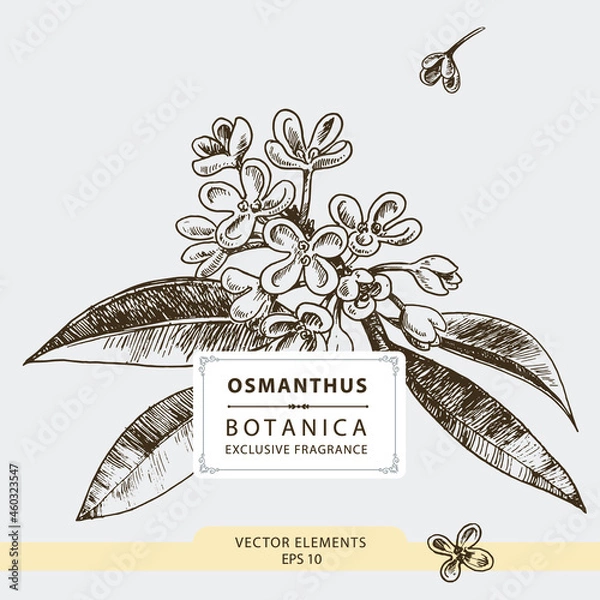 Obraz Osmanthus flowers, hand drawn illustration, vector elements	