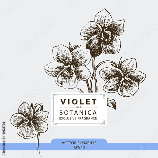 Obraz Violet flowers, hand drawn illustration, vector elements	