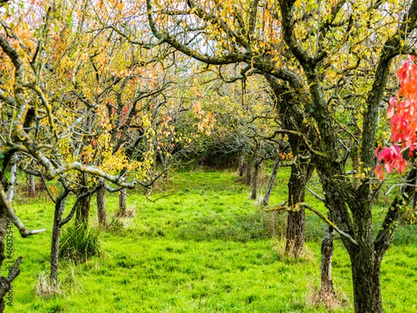 Fototapeta autumn grove, with green lawn and falling leaves of various colors