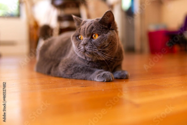 Fototapeta cat on the table