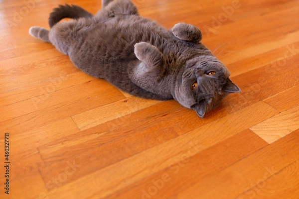 Fototapeta rat on a floor