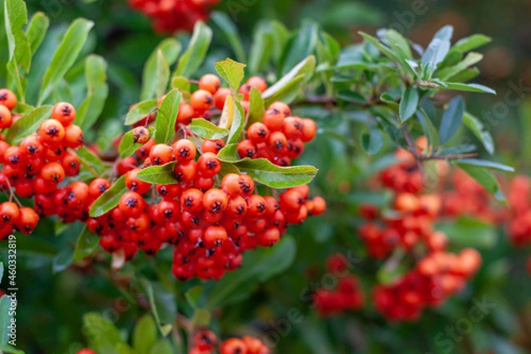 Obraz Ornamental plant with red berry fruits, pyracantha plant, firethorn, red berry, bush, hedge, branch, autumn, pyracantha, garden, rowan, green leaves in the background