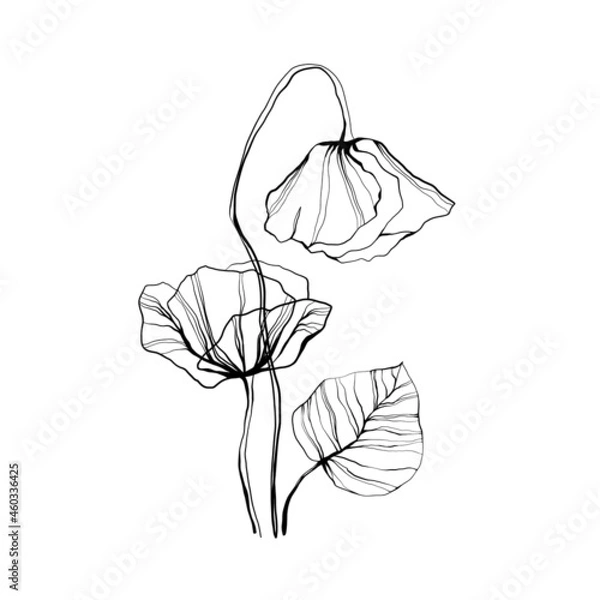 Fototapeta Abstract modern floral composition. Set of peony, poppy hand drawn vector sketch. Hand drawn ink poppies continuous line drawing. Wild flowers minimalist design. Black and white art.