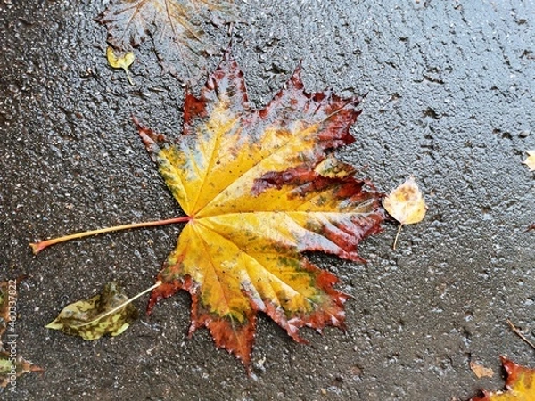 Obraz autumn maple leaf on the ground