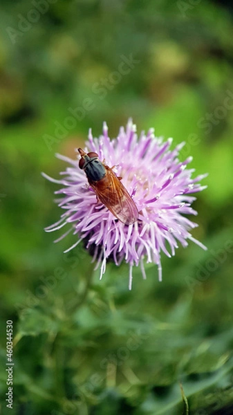 Fototapeta Fly on thistle