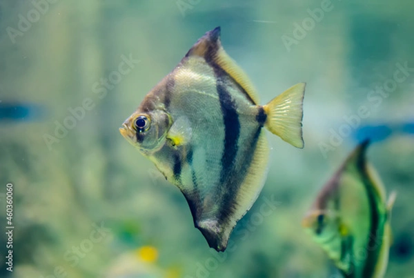 Fototapeta African moony (Monodactylus sebae) swimming in glass fish tank with green weed blurred background. It inhabits mangrove swamps and estuaries and can occasionally be found in lagoons.