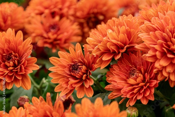 Obraz Red flowering chrysanthemums autumnal flower background