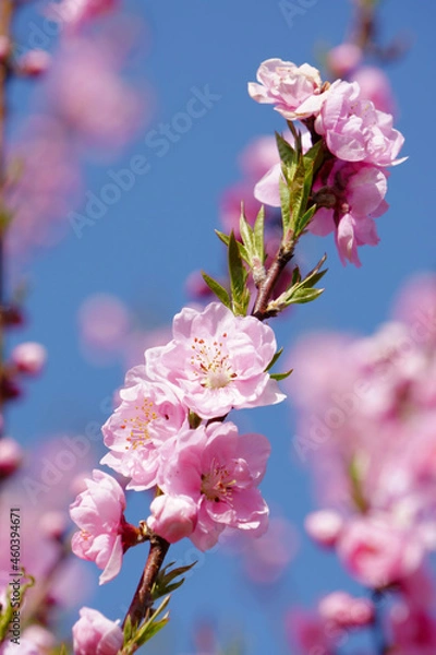 Obraz pink cherry blossom