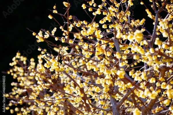 Obraz golden christmas background