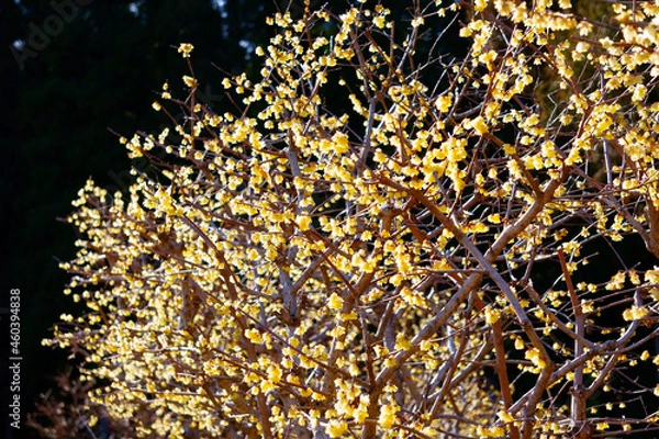 Obraz golden christmas background