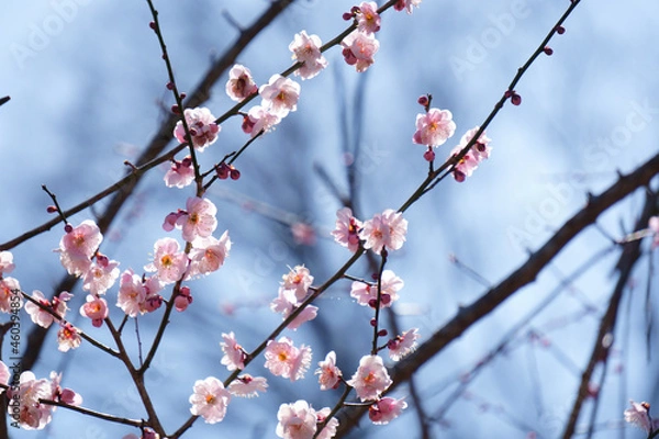 Obraz blossom in spring