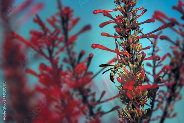 Fototapeta Wasp Sips Nectar