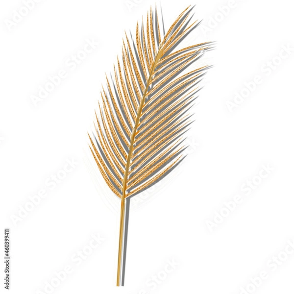 Fototapeta Dried palm leaf isolated on white background, coconut leaf dried brown color. Copyspace.
