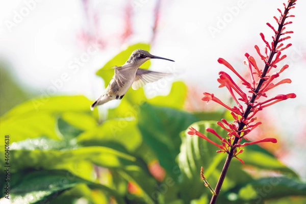 Obraz High Key Hummingbird