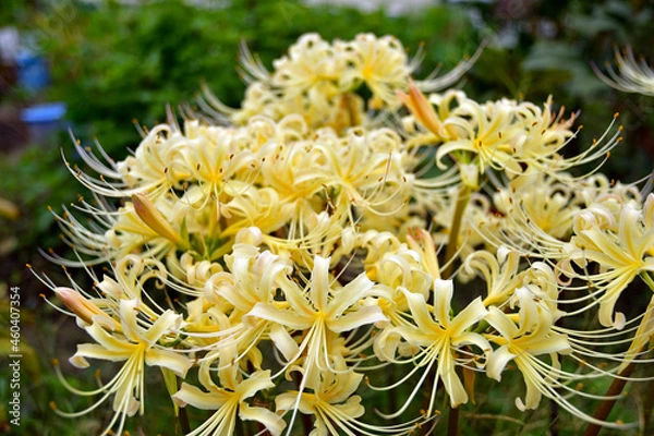 Obraz 白い曼珠沙華