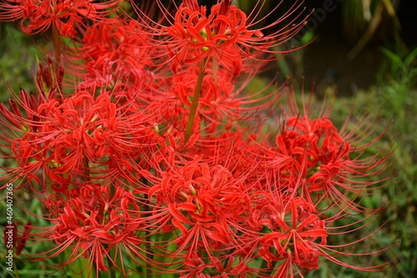 Obraz 赤い曼珠沙華