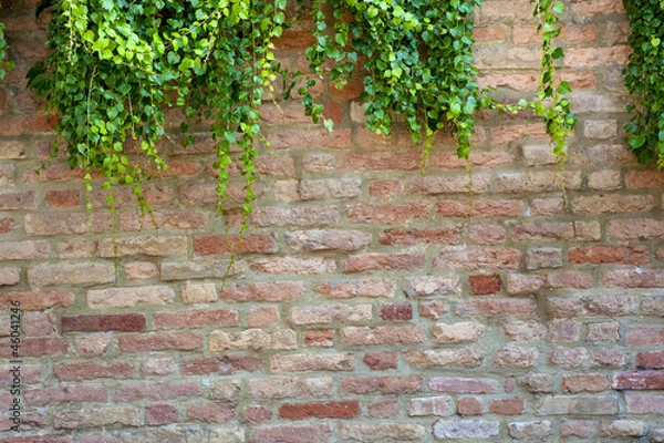 Fototapeta Ivy on a wall