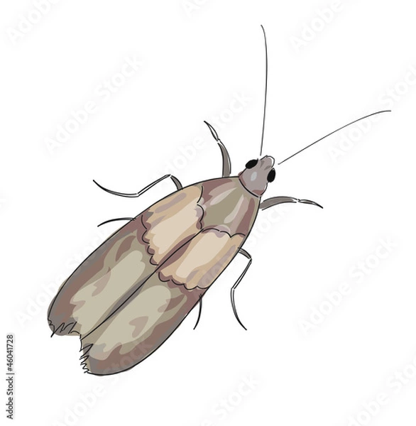 Obraz Moth on a white background.