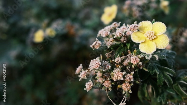 Fototapeta Closeup shot of flowers covered with frost. Text ready. 
