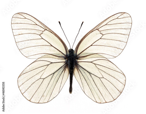 Obraz white butterfly