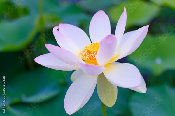 Fototapeta 古代蓮の里の舞妃蓮