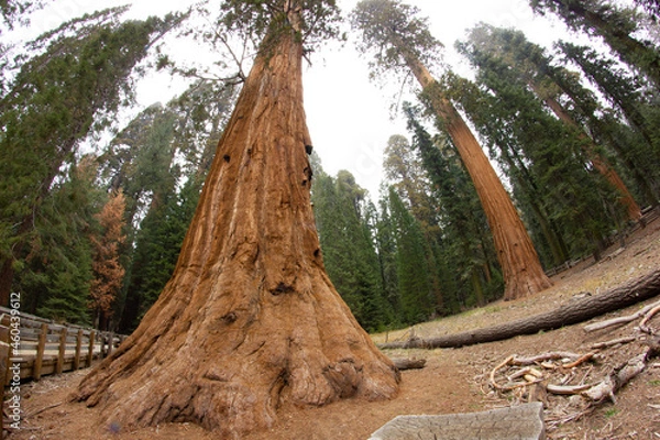 Obraz tree on the beach