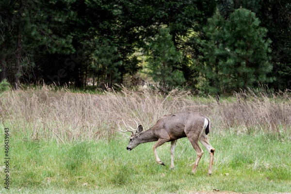 Obraz deer in the forest