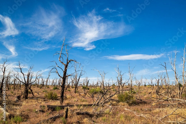Fototapeta tree in the desert