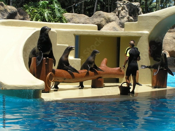 Obraz Sea Lion Show