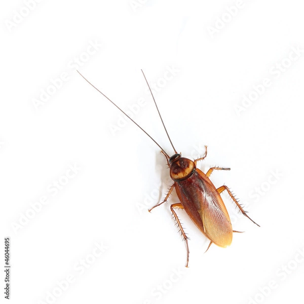 Obraz Cockroach isolated on white background