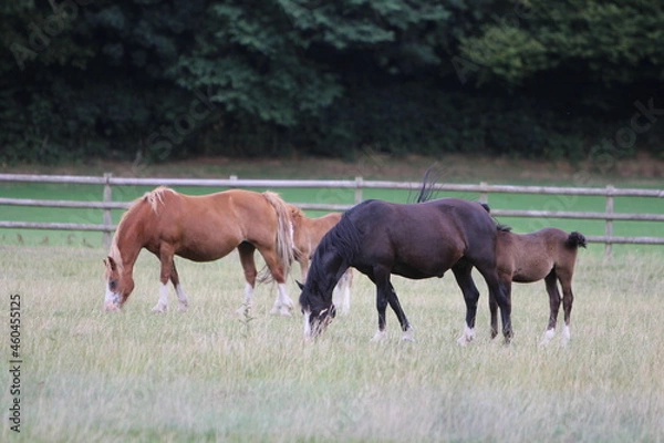 Fototapeta Horses Eating and playing in the field