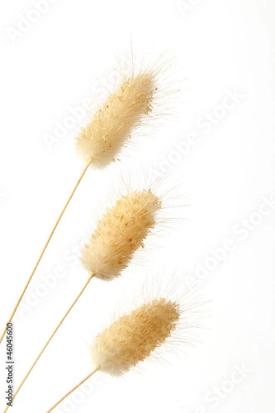 Obraz Bunny tail grass