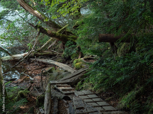 Obraz 長野県白駒池の苔の森　秋
