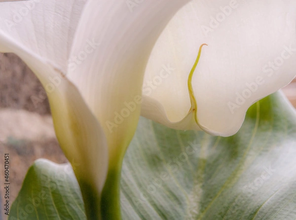 Obraz Arum détail 2