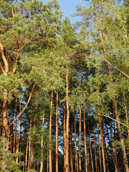 Obraz trees in the forest