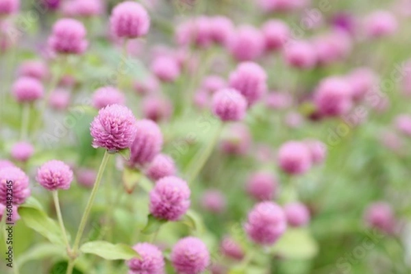 Obraz ピンク色の千日紅